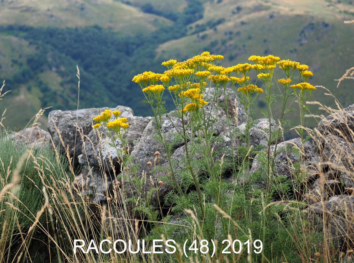 Ragwort, Adonis leaved leaf